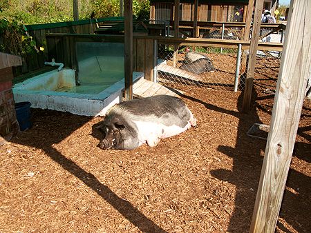 potbelly pig sawgrass recreational park