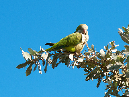 parrot florida everglades