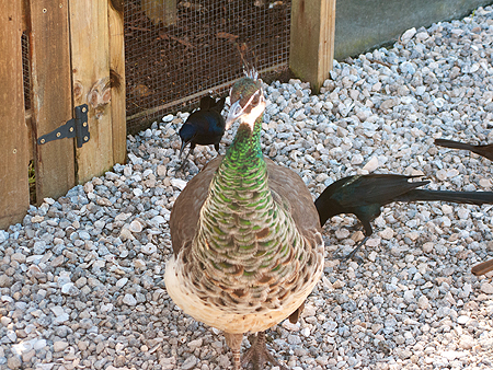 peacock sawgrass park florida