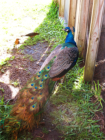 peacock florida everglades park