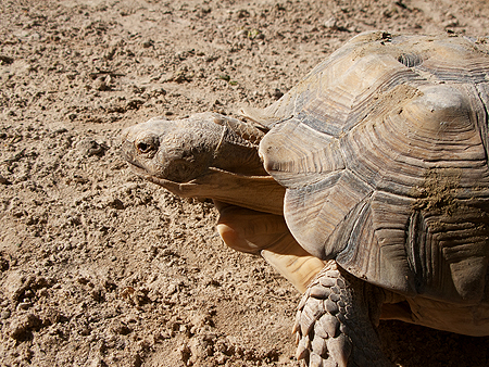 tortoise florida sawgrass park