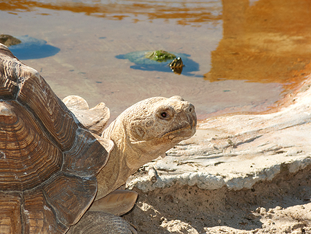 desert tortoise sawgrass florida
