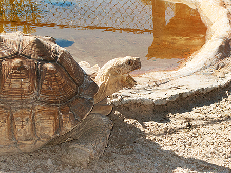 desert tortise yawn sawgrass park florida