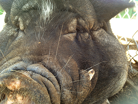 potbelly pig snout florida