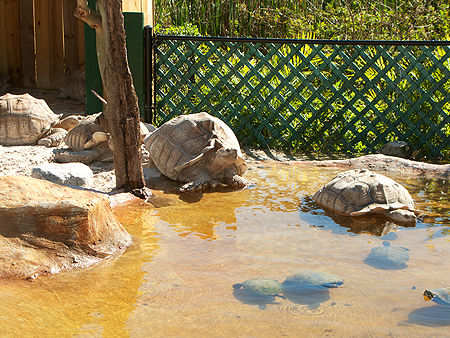 tortise swim florida everglades 