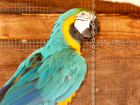 Macaw sawgrass park florida