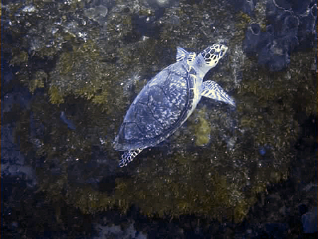 Dive turtle