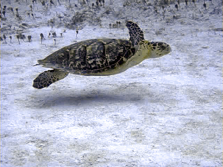 Cozumel turtle