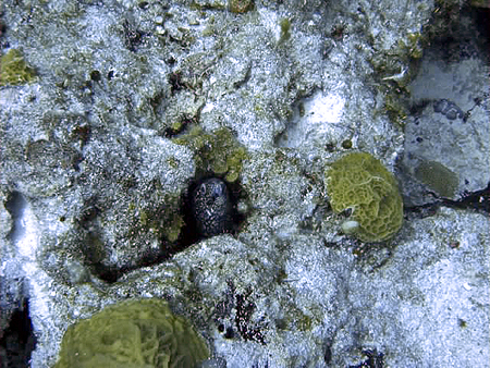 Cozumel dive eel