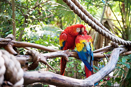 Disney Animal Kingdom parrot