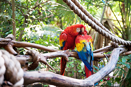 Disney Animal Kingdom parrot