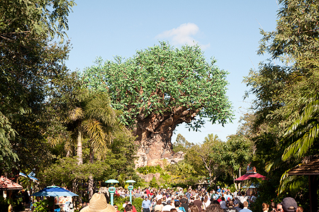 Animal Kingdom Baobab tree