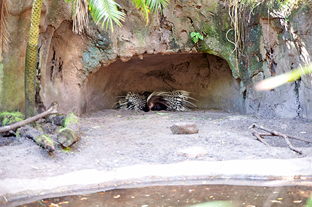 Disney Animal Kingdom Porcupine