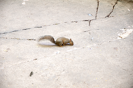 Disney Animal Kingdom squirrel