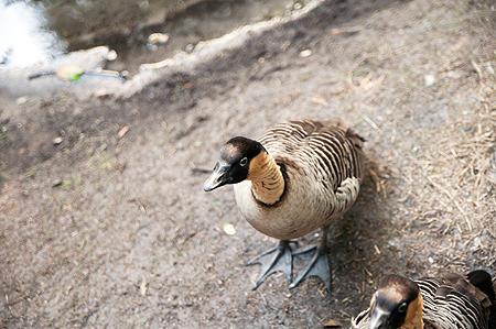 Animal Kingdowm duck