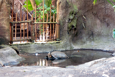Disney Animal Kingdom Tortoise