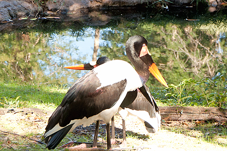 Disney Animal Kingdom