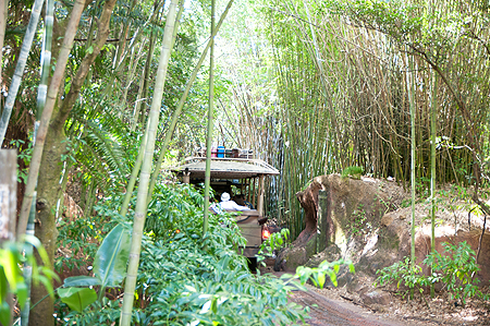 Disney Animal Kingdom Safari
