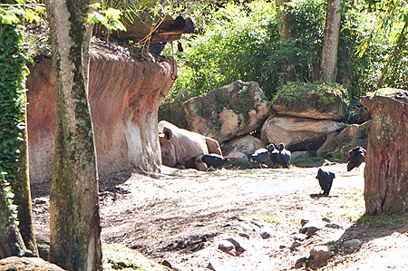 Disney Animal Kingdom Safari