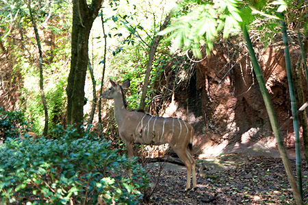 Disney Animal Kingdom Safari