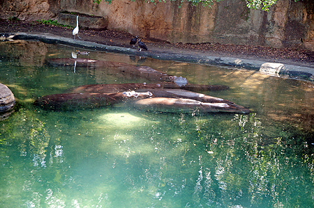 Disney Animal Kingdom Hippo
