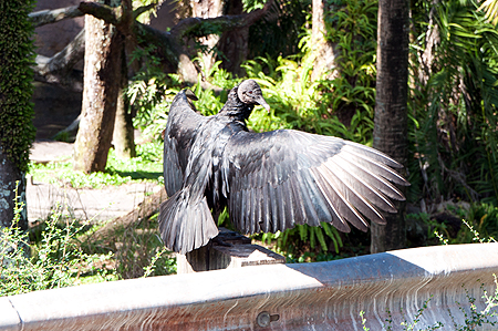 Disney Animal Kingdom Vulture