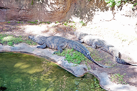 Animal Kingdom Crocodiles