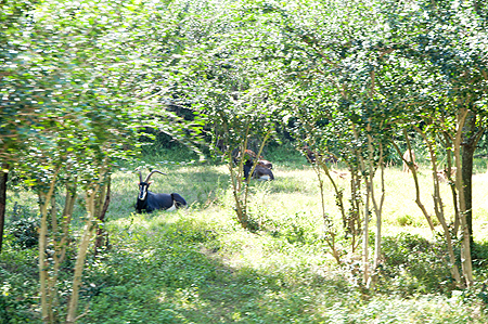 Disney Animal Kingdom