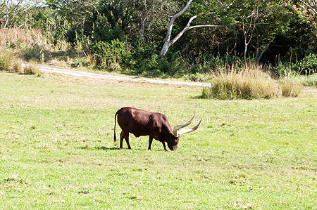 Animal Kingdom Longhorn