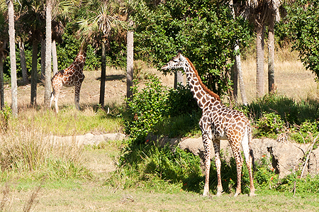 Animal Kingdom Giraffe