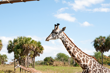 Disney Animal Kingdom Giraffes
