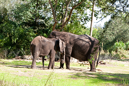 Disney Animal Kingdom Elephants