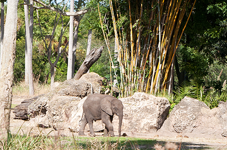 Animal Kingdom Elephant Baby