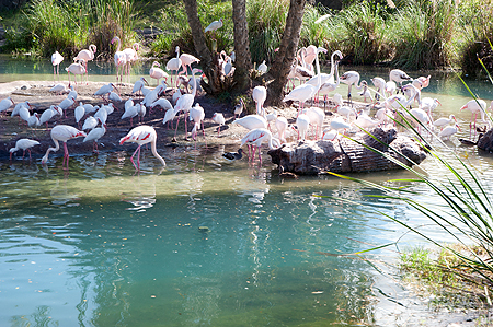 Animal Kingdom Flamingo