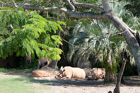 Animal Kingdom Black Rhinos