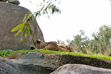 Disney Animal Kingdom Lion