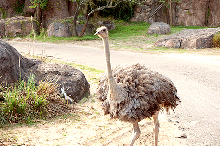Disney Animal Kingdom Ostrich