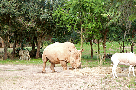 Animal Kingdom Black Rhino