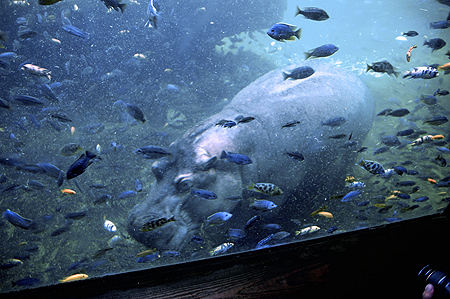 Animal Kingdom Hippo