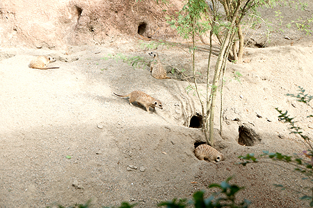 Disney Animal Kingdom Meerkat