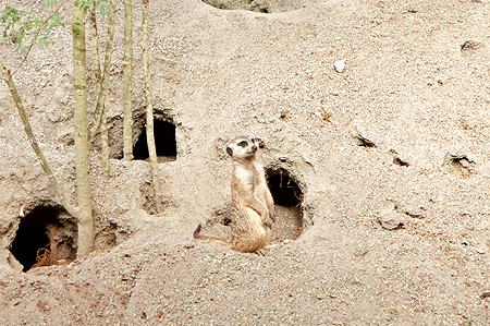 Animal Kingdom Meerkat