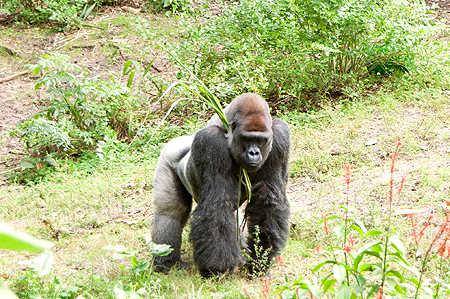 Animal Kingdom Gorilla