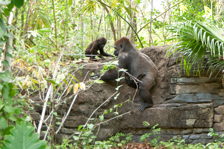 Animal Kingdom Gorilla baby