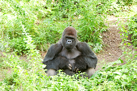 Disney Animal Kingdom Gorilla