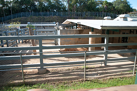 Animal Kingdom Rhino Enclosure