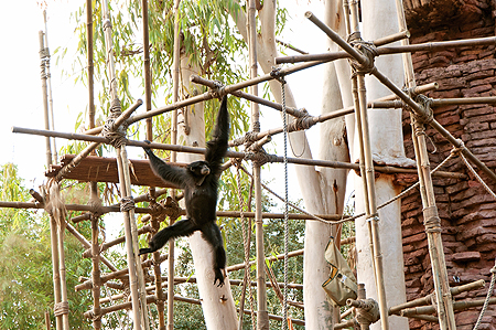 Animal Kingdom Monkey