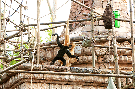 Animal Kingdom baby monkey