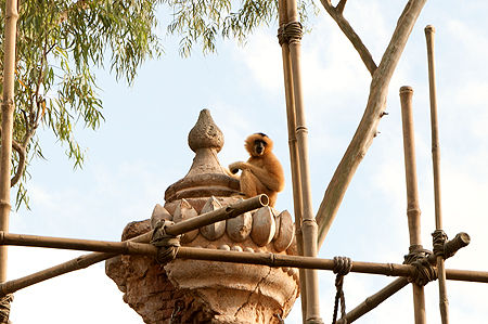 Animal kingdom monkey