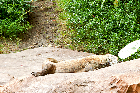 Disney komodo dragon