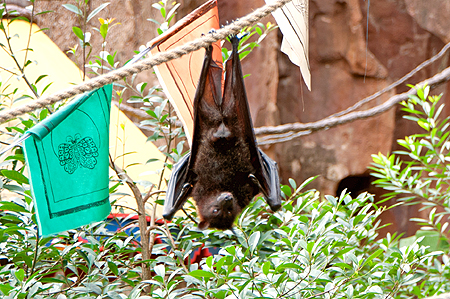 Animal Kingdom Bats